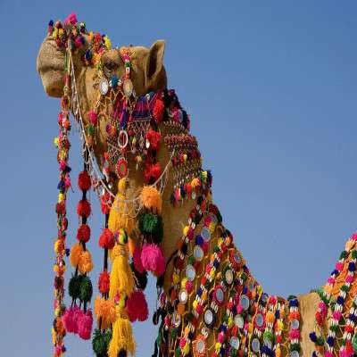 Desert Festival Package Tour